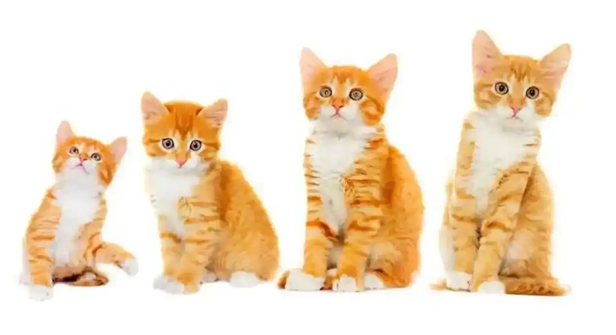 مراحل نمو القطط: من الولادة حتي الشيخوخة