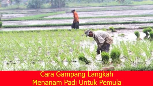 Cara Gampang Langkah Menanam Padi Untuk Pemula