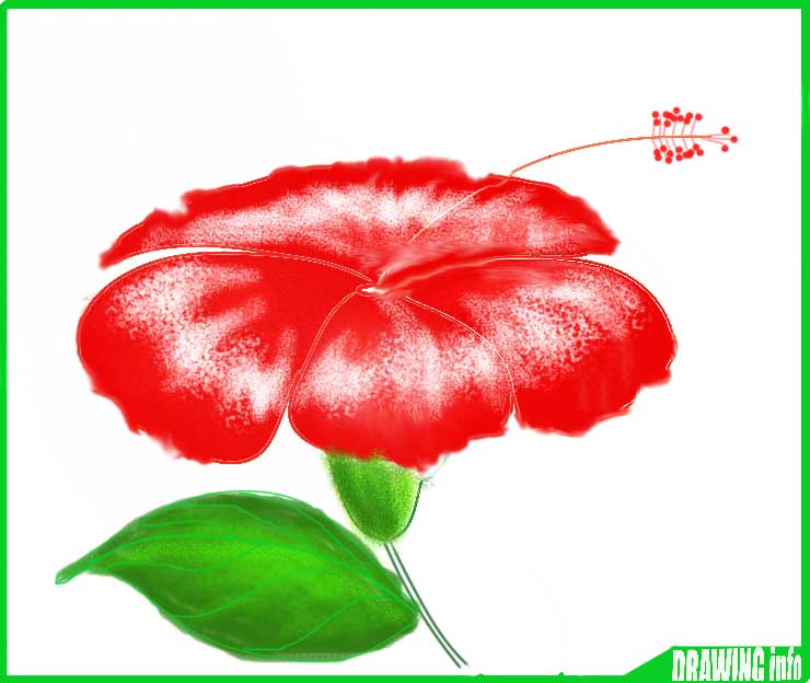 How To Draw A Hibiscus Flower Easy Step By Step With Color