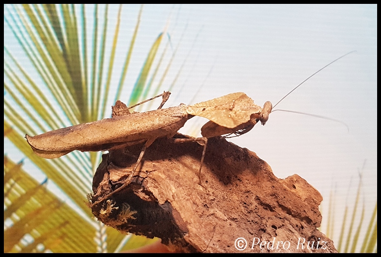 Macho adulto de Deroplatys desiccata, 7 cm de longitud