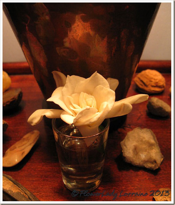 01-18-gardenia