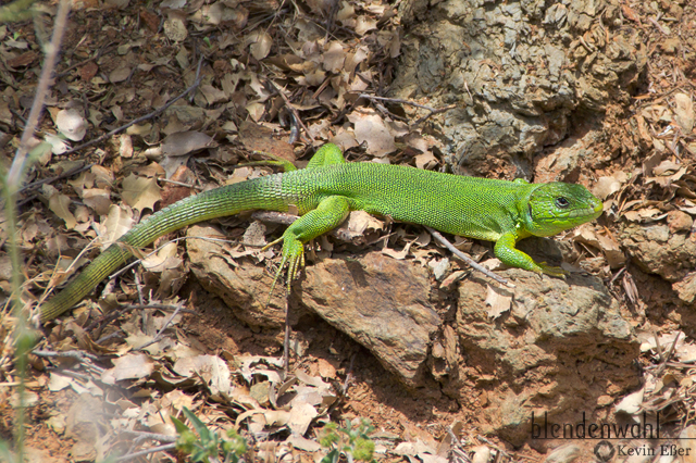 Balkan Green Lizard - Lacerta trilineata