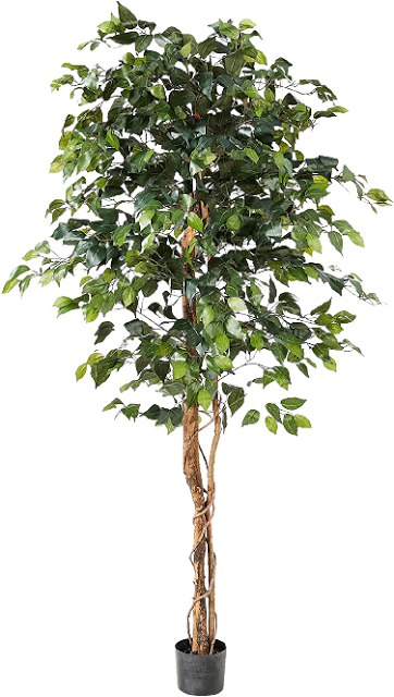 Natural Ficus Artificial Trees Png