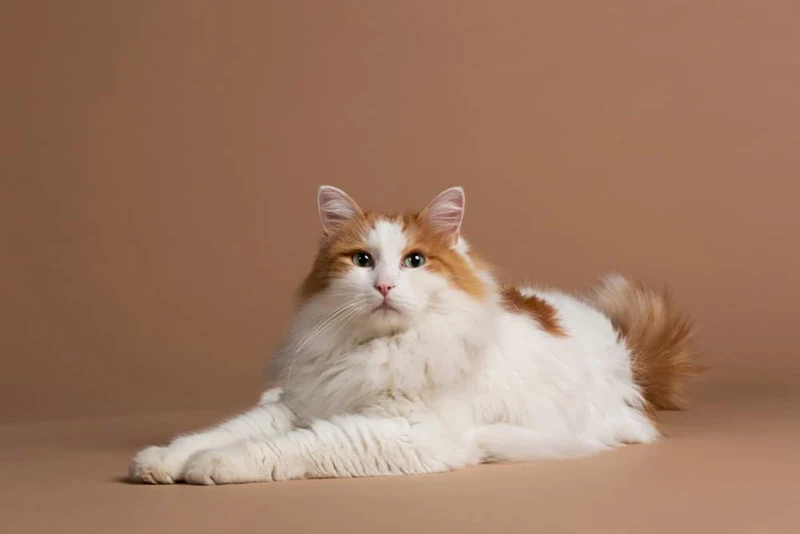 9 Friendliest Cat Breeds for Peaceful Households