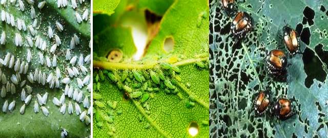 Insect Attack on Crops and Biological Methods