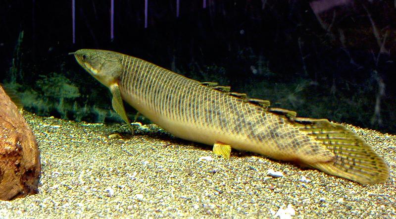 Polypterus Alias Ikan Naga Budidaya Ikan Ikan Hias 