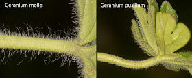 Petiole hair comparison: Geranium molle and Geranium pusillum.