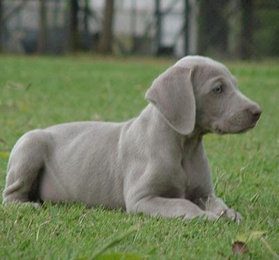 Weimaraner Popular of Dogs