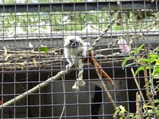 2014.07.19-032 tamarin pinché
