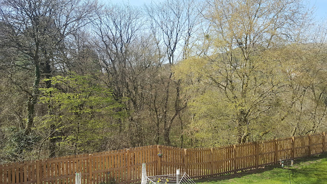 Thomas Fields, view from a first floor apartment