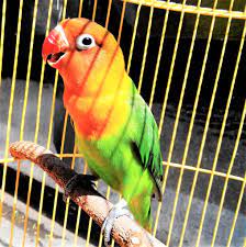 Love Bird Pictures - Love Bird Price - Love Bird Food List - love bird pakhi - NeotericIT.com