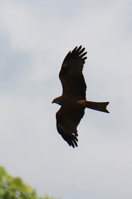 Swarte Glee - Zwarte Wouw - Milvus migrans