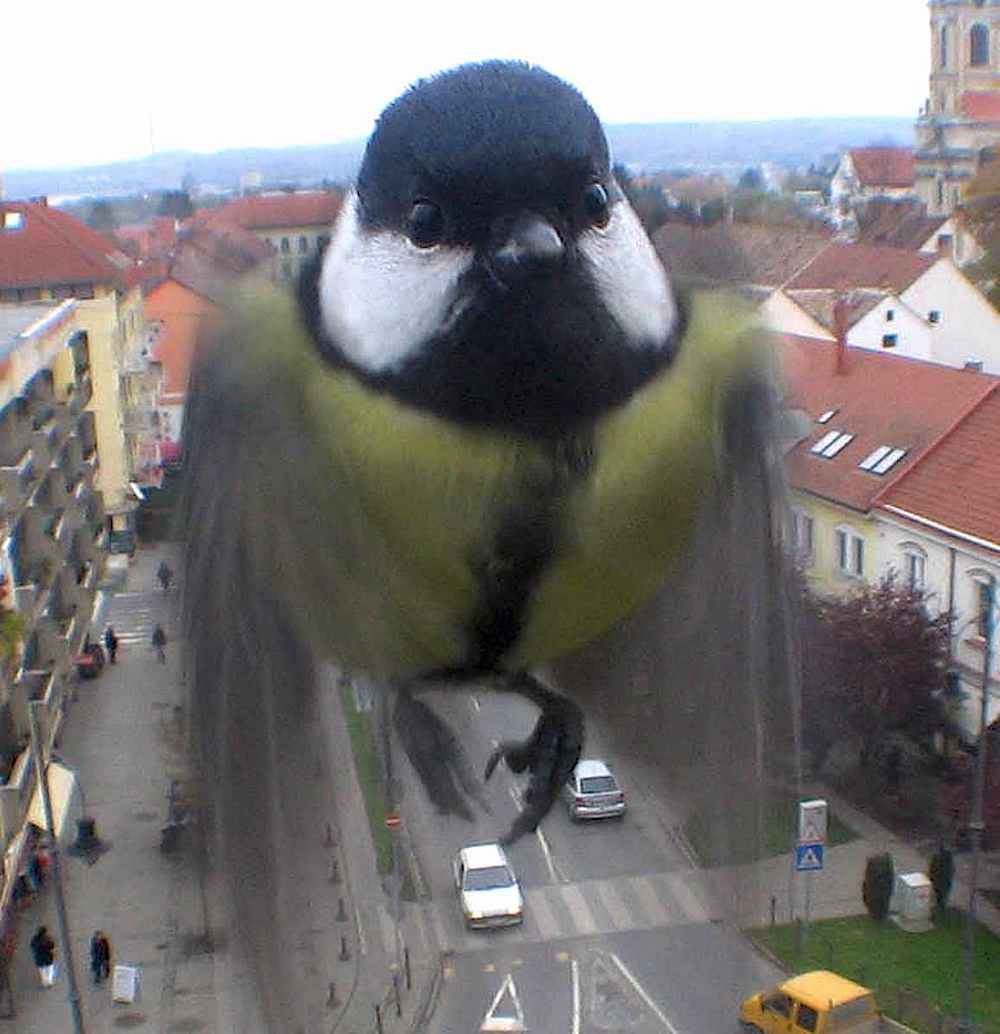 unusual bird photograph