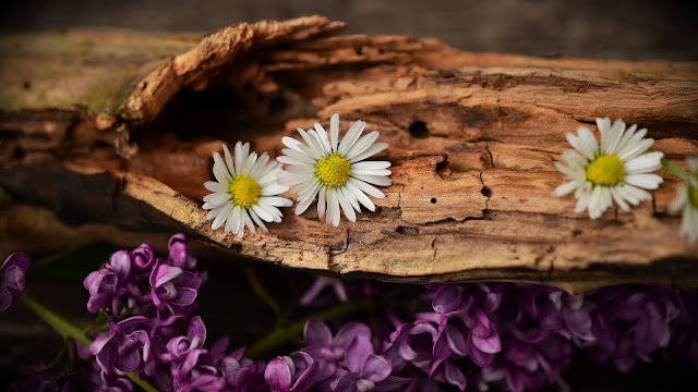 Old Wood Lilac Daisy Flowers HD Wallpaper