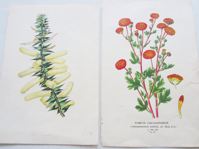 two botanical prints from the 1870s