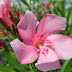 A Flower in Bangalore Highway