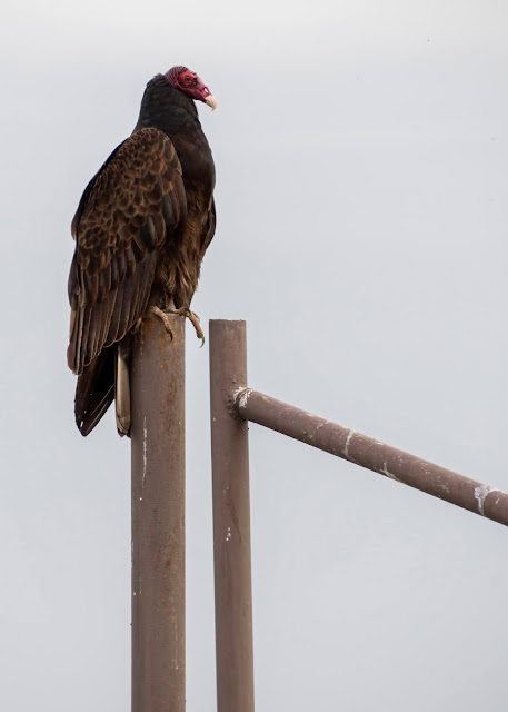 Turkey Vulture