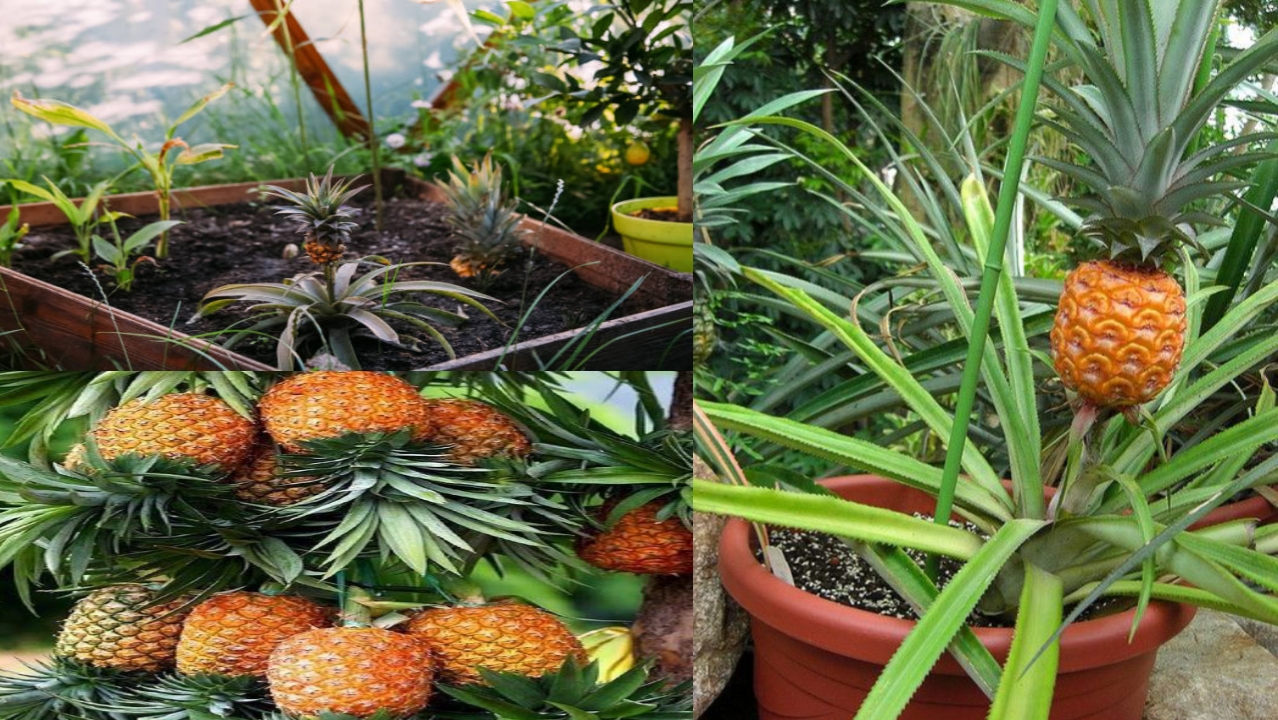 A Comprehensive Guide to Successfully Growing Pineapple Houseplants Indoors