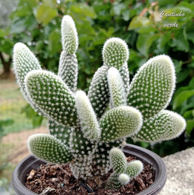 Orelha de Mikey - Opuntia Microdasys - suculenta