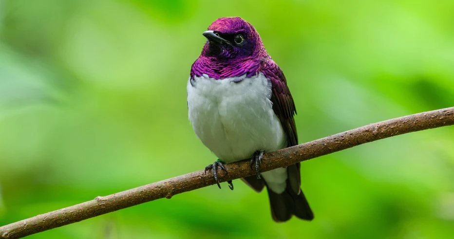 The Amethyst Starling