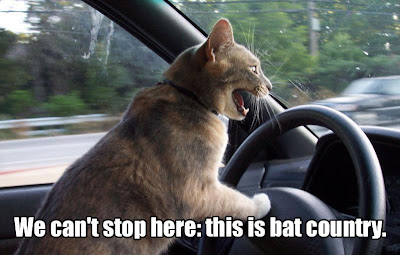 Funny Driving Cat With Caption