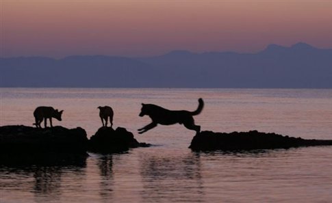 Αδέσποτοι σκύλοι έσωσαν τουρίστα από πνιγμό στην Ιταλία