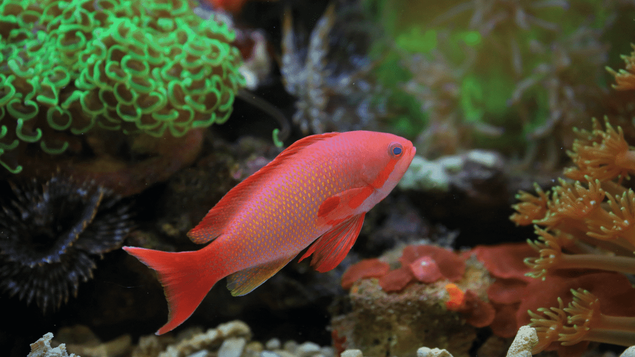 50 facts about Betta Fish,10 fun betta fish facts,50 amazing betta fish facts,fun facts about betta fish,Blog,100 facts about Betta Fish,Facts,