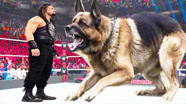 رومان رينز ضد كلب المالينوا على لقب WWE الكوني