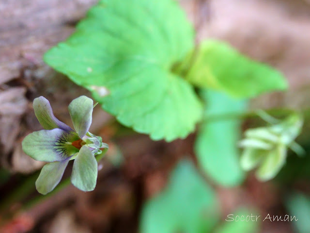 Viola grypoceras