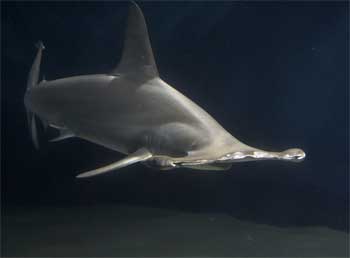 Tubarão Martelo | Características Gerais do Tubarão Martelo