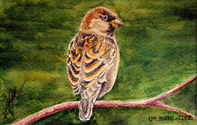 ACEO (Small Art) Sparrow by Elizabeth Casua, tHE 33ZTH oRDER - Watercolour artwork