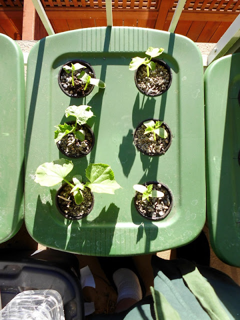 Hydroponic Kratky Cucumbers