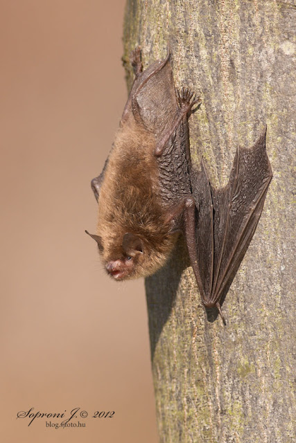 Csonkafülű denevér (Myotis emarginatus)