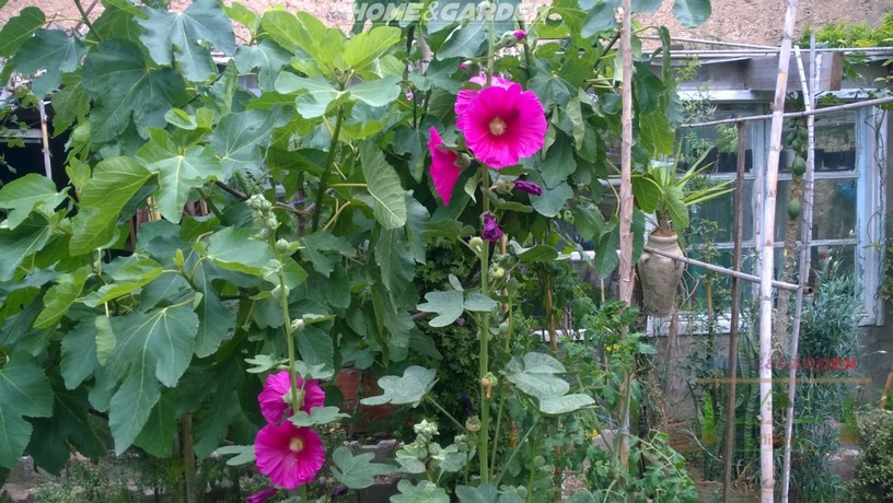 Hollyhocks are biennials or short-lived perennials in the mallow family, the same family as hibiscus.