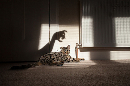 Lesley Ann Ercolano - photo of cat and human gesture