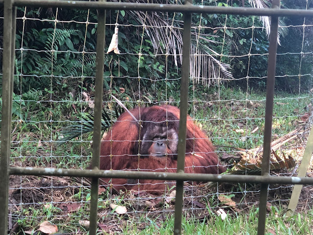 Pulau Orang Utan Bukit Merah 