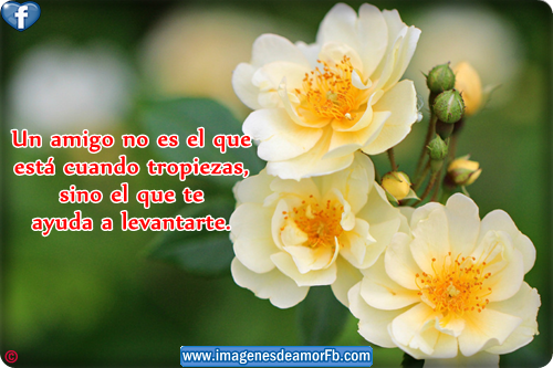 Imagenes con Frases de amistad