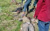 Maguindanao Massacre: PNP-SAF Killed in Ambush Now 50 - Video and Photos