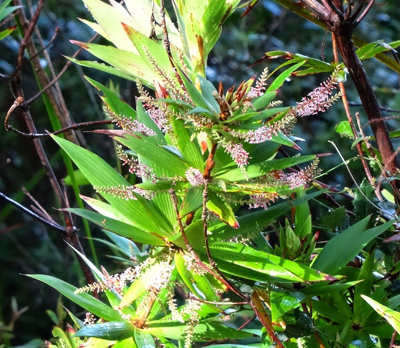 Tassel Flower (Leucopogon verticillatus)