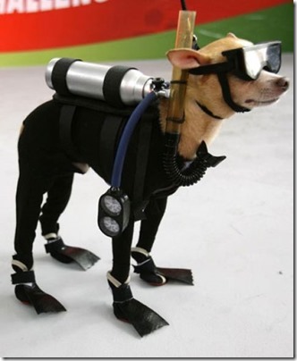 disfraces divertidos para perros  (29)
