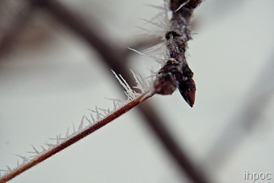 IMG_8428 copy