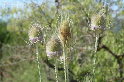 http://www.biodiversidadvirtual.org/herbarium/Dipsacus-fullonum-L.-img178926.html