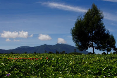 open trip kebun teh explore pangalengan