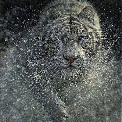 Grey Tiger