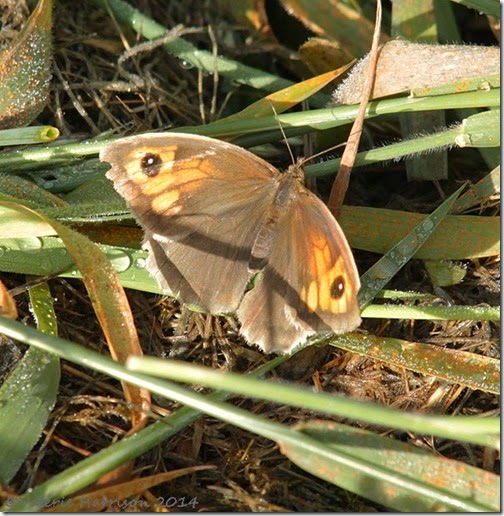 meadow-brown