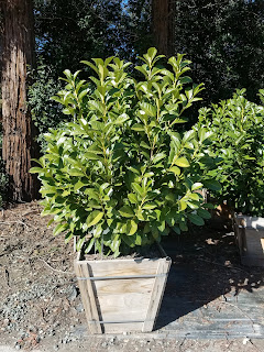 English Laurel