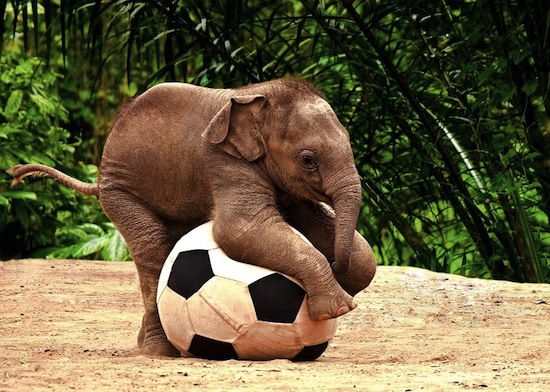 ... funny animals, euro 2012, animals play football, animals play soccer