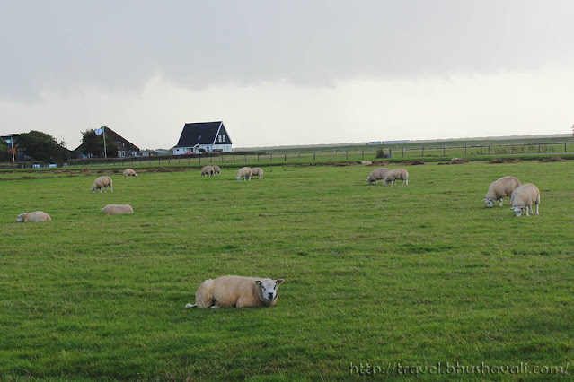 Texel Island Netherlands