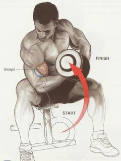 Exercise Concentration Curl 