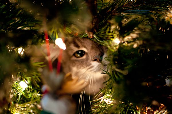 Kitten inside Christmas Tree